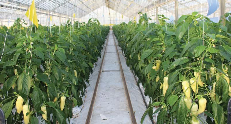 Fóliás paprika őstermelő 