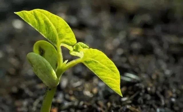 Talaj előkésztése a gyökéresedéshez